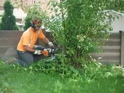 砍自家树被罚$4500？在加拿大想当“光头强”砍树得懂这些....