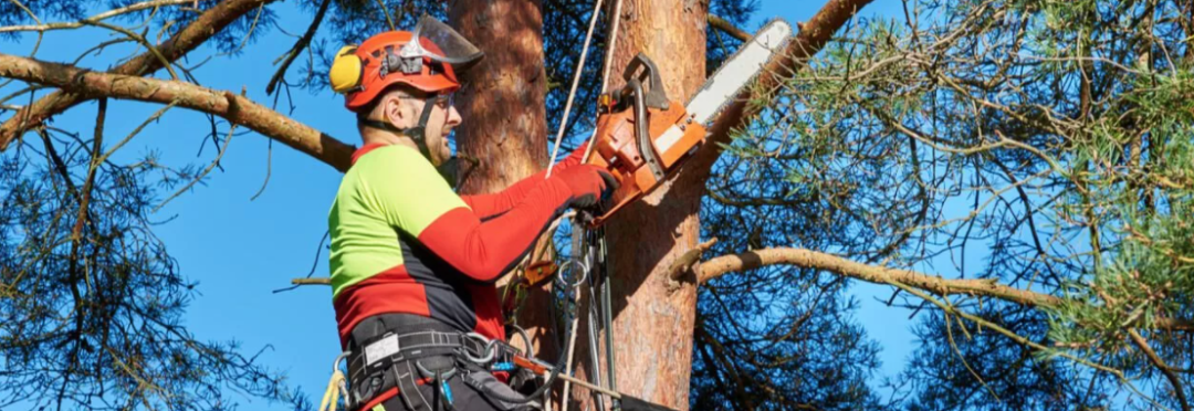 砍自家树被罚$4500？在加拿大想当“光头强”砍树得懂这些....