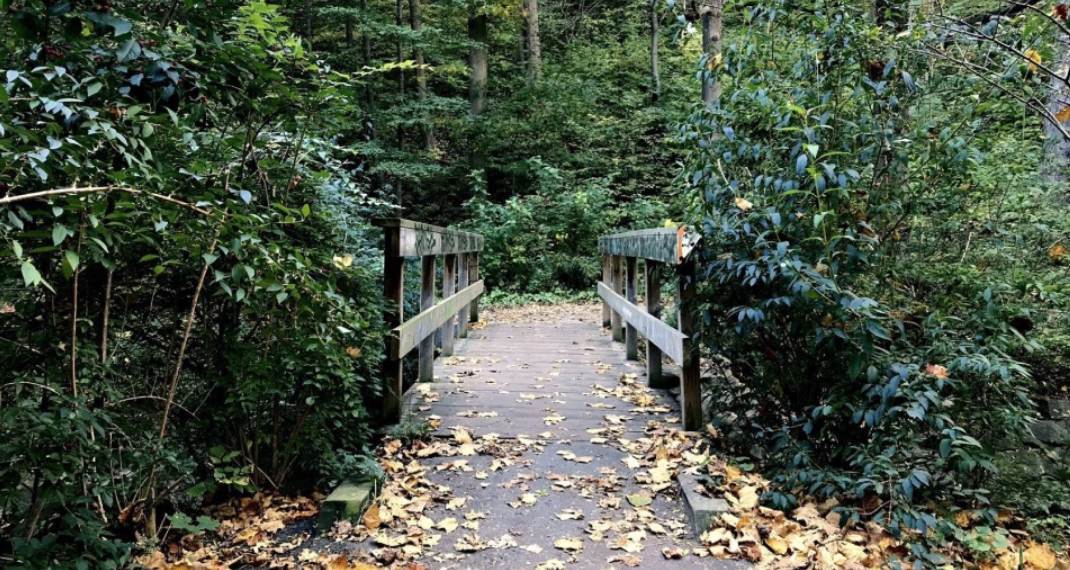 春日踏青目的地：盘点多伦多周边12个栈道公园