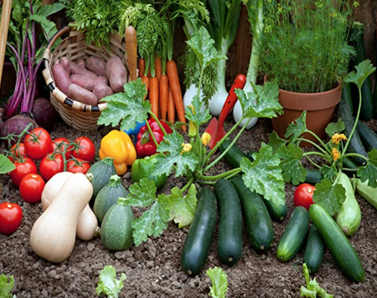血脉觉醒！族裔天赋！种菜要育苗：各种蔬菜瓜果育苗时间表