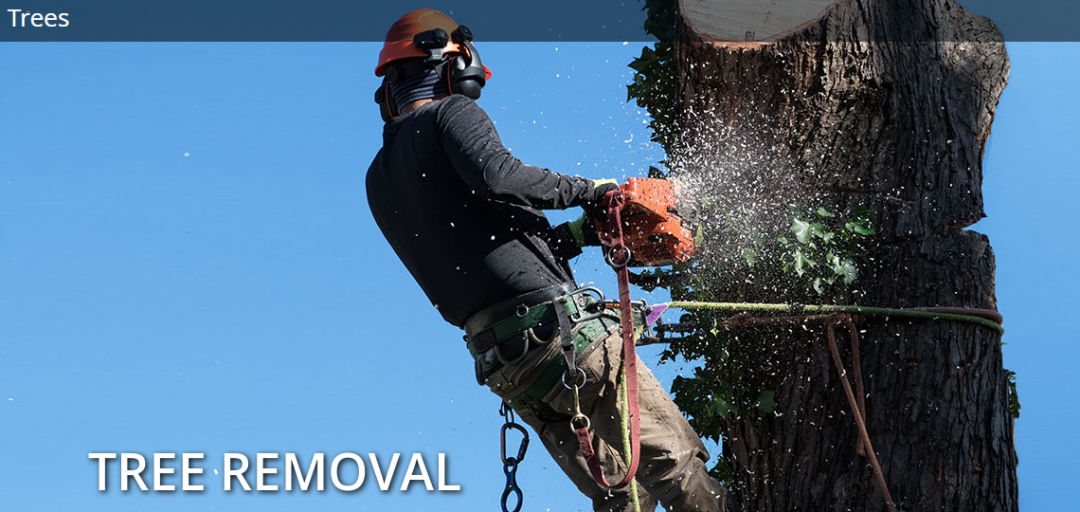 砍自家树被罚$4500？在加拿大想当“光头强”砍树得懂这些....