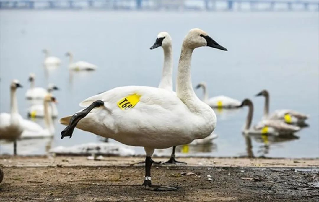 实拍打卡Burlington网红“天鹅湖”：除了嘎嘎嘎，还有鹅粑粑