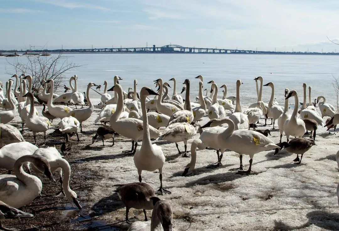 实拍打卡Burlington网红“天鹅湖”：除了嘎嘎嘎，还有鹅粑粑