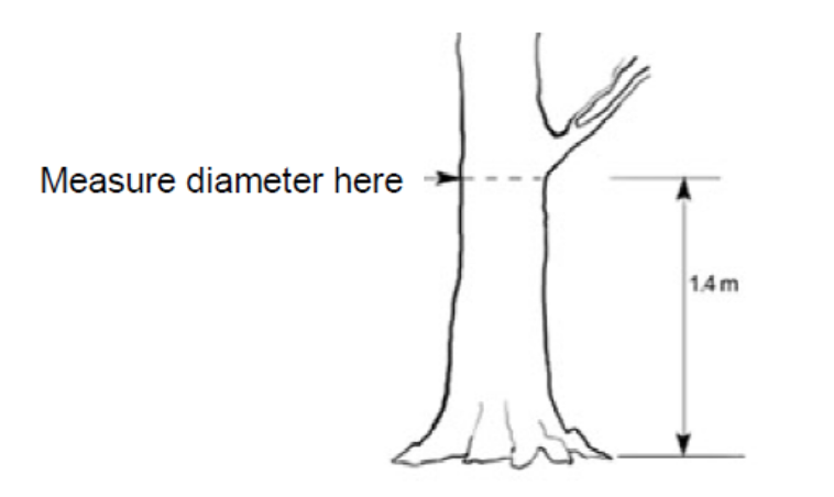 砍自家树被罚$4500？在加拿大想当“光头强”砍树得懂这些....