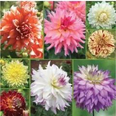 血脉觉醒！族裔天赋！种菜要育苗：各种蔬菜瓜果育苗时间表