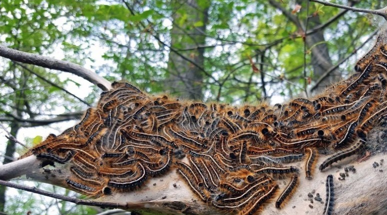 避免毛毛虫大爆发!春天杀虫攻略了解一下!(内有大量虫图,慎点) 避免毛毛虫大爆发!春天杀虫攻略了解一下!(内有大量虫图,慎点)