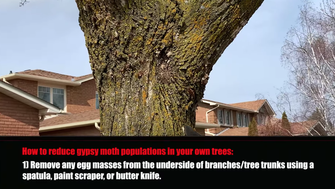 避免毛毛虫大爆发!春天杀虫攻略了解一下!(内有大量虫图,慎点) 避免毛毛虫大爆发!春天杀虫攻略了解一下!(内有大量虫图,慎点)