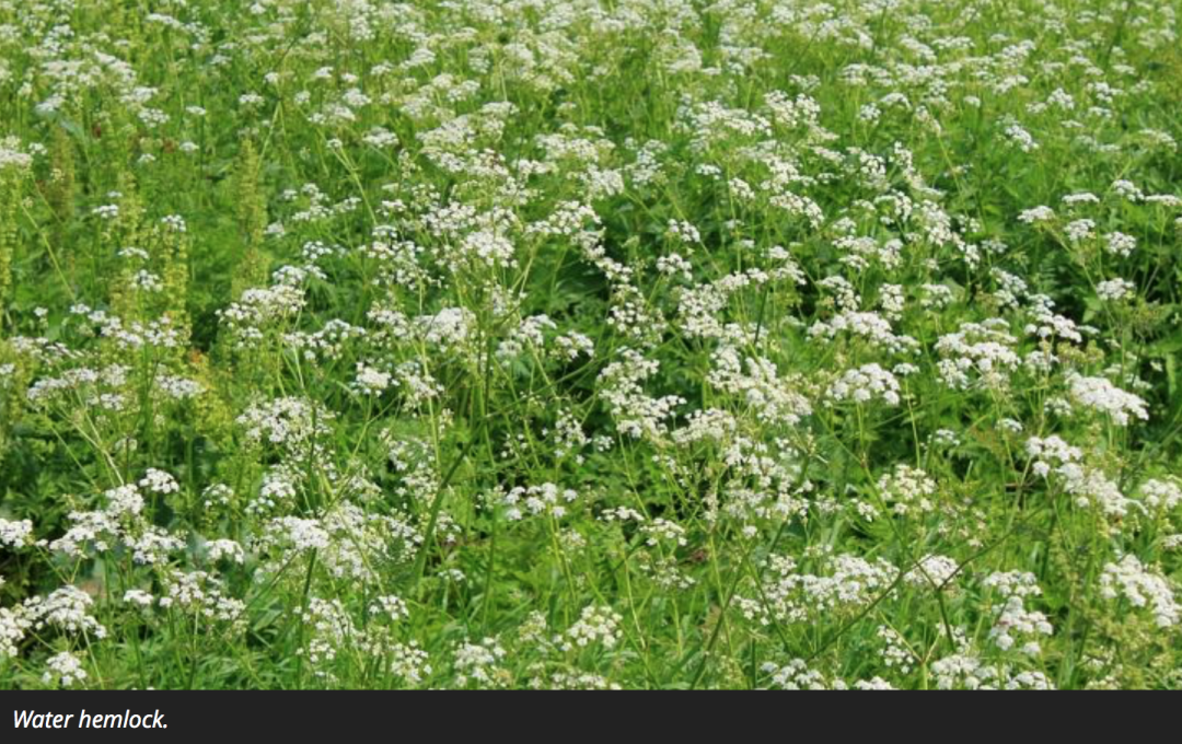 有毒！越不起眼越有毒！加拿大这些常见的花花草草千万别让孩子碰！