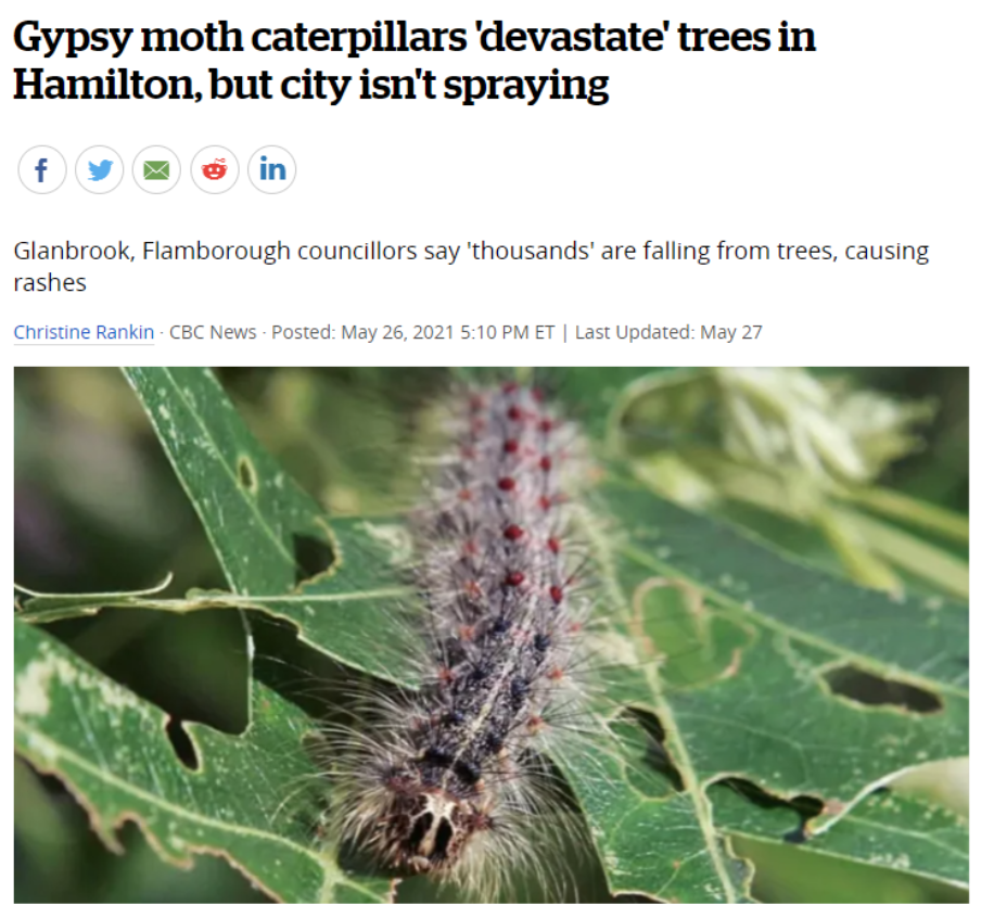 避免毛毛虫大爆发!春天杀虫攻略了解一下!(内有大量虫图,慎点) 避免毛毛虫大爆发!春天杀虫攻略了解一下!(内有大量虫图,慎点)