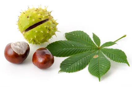 有毒！越不起眼越有毒！加拿大这些常见的花花草草千万别让孩子碰！