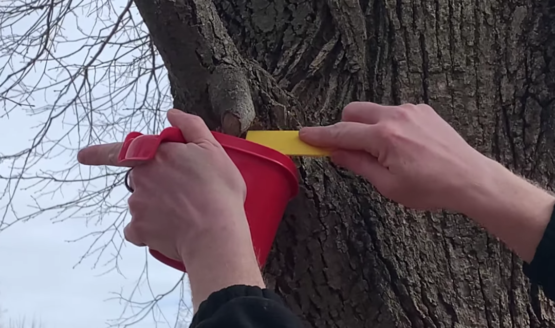 避免毛毛虫大爆发!春天杀虫攻略了解一下!(内有大量虫图,慎点) 避免毛毛虫大爆发!春天杀虫攻略了解一下!(内有大量虫图,慎点)