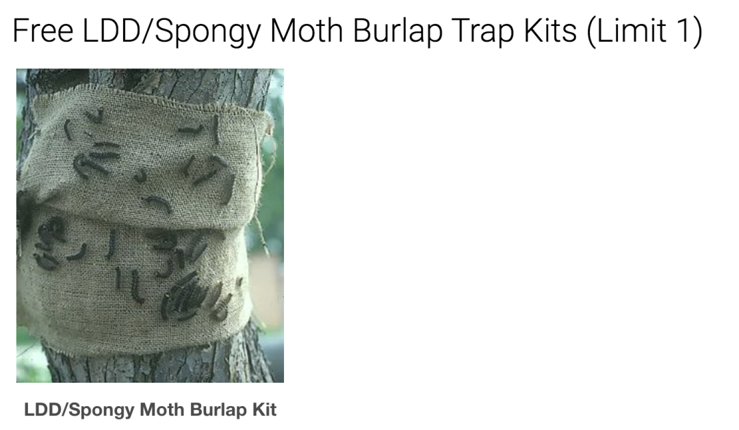 避免毛毛虫大爆发!春天杀虫攻略了解一下!(内有大量虫图,慎点) 避免毛毛虫大爆发!春天杀虫攻略了解一下!(内有大量虫图,慎点)