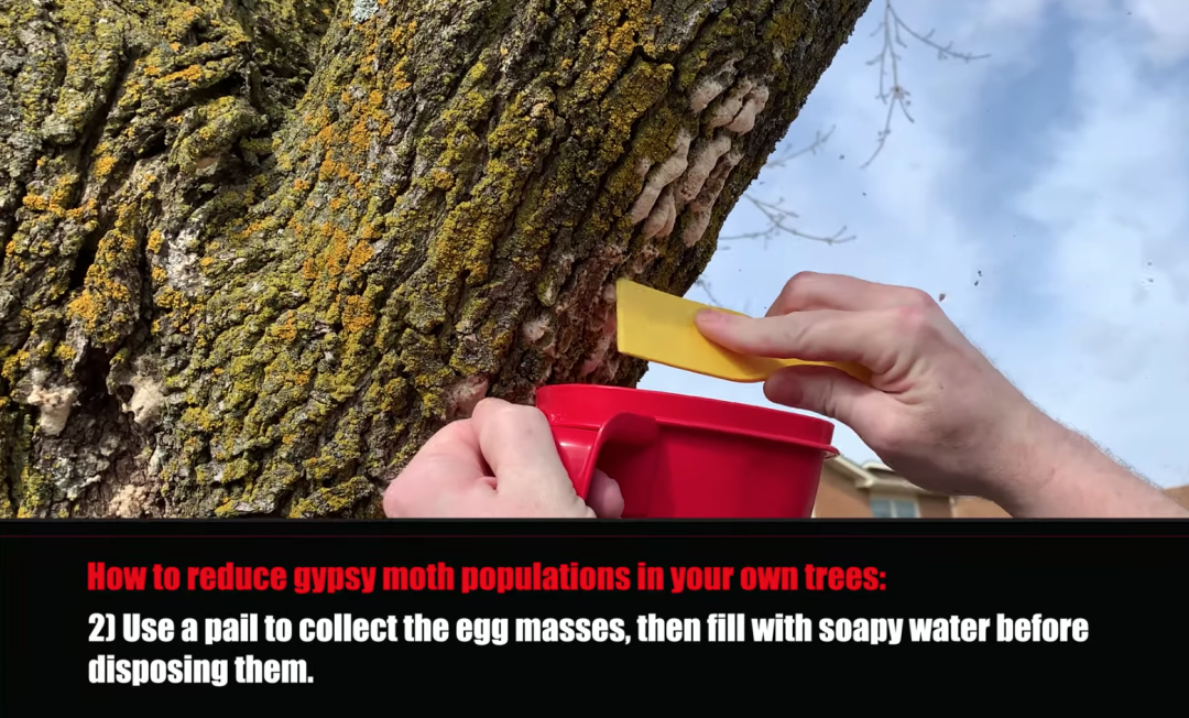 避免毛毛虫大爆发!春天杀虫攻略了解一下!(内有大量虫图,慎点) 避免毛毛虫大爆发!春天杀虫攻略了解一下!(内有大量虫图,慎点)