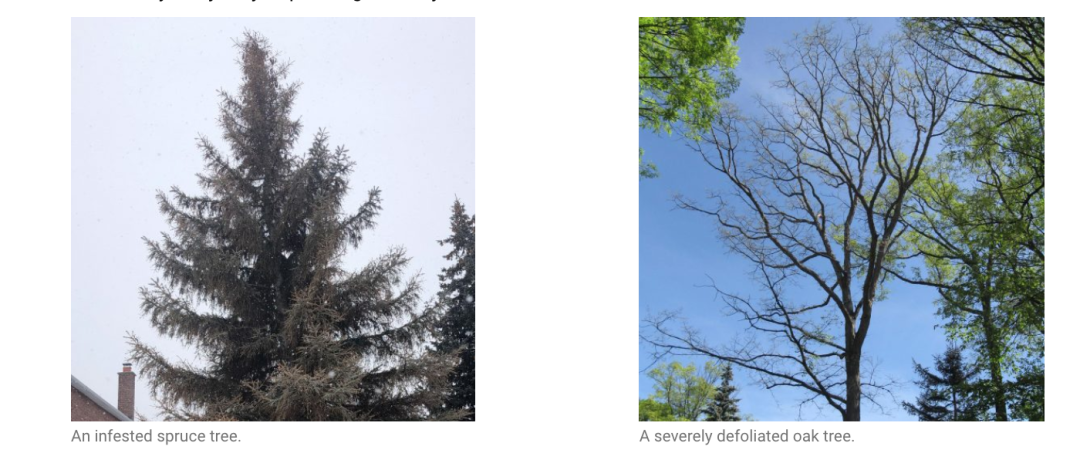 避免毛毛虫大爆发!春天杀虫攻略了解一下!(内有大量虫图,慎点) 避免毛毛虫大爆发!春天杀虫攻略了解一下!(内有大量虫图,慎点)