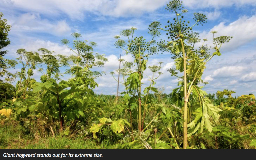 有毒！越不起眼越有毒！加拿大这些常见的花花草草千万别让孩子碰！