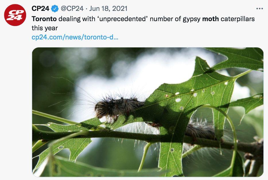 避免毛毛虫大爆发!春天杀虫攻略了解一下!(内有大量虫图,慎点) 避免毛毛虫大爆发!春天杀虫攻略了解一下!(内有大量虫图,慎点)