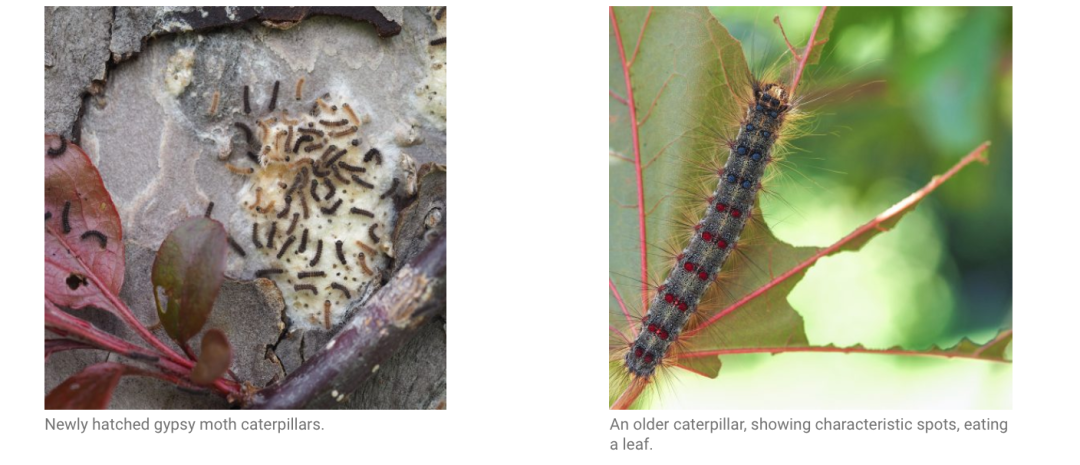避免毛毛虫大爆发!春天杀虫攻略了解一下!(内有大量虫图,慎点) 避免毛毛虫大爆发!春天杀虫攻略了解一下!(内有大量虫图,慎点)