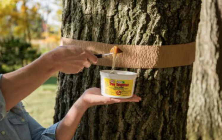 避免毛毛虫大爆发!春天杀虫攻略了解一下!(内有大量虫图,慎点) 避免毛毛虫大爆发!春天杀虫攻略了解一下!(内有大量虫图,慎点)