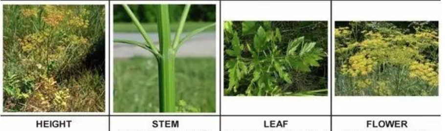 有毒！越不起眼越有毒！加拿大这些常见的花花草草千万别让孩子碰！