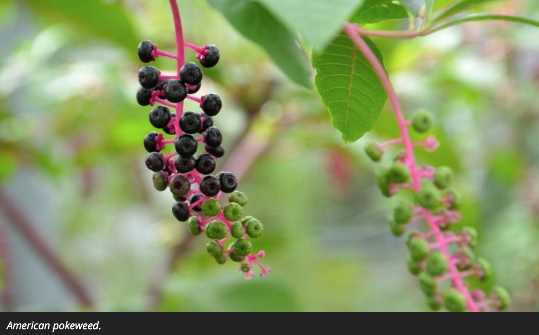 有毒！越不起眼越有毒！加拿大这些常见的花花草草千万别让孩子碰！