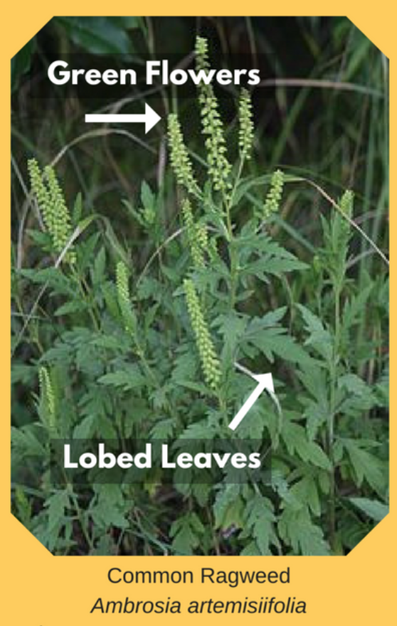 有毒！越不起眼越有毒！加拿大这些常见的花花草草千万别让孩子碰！