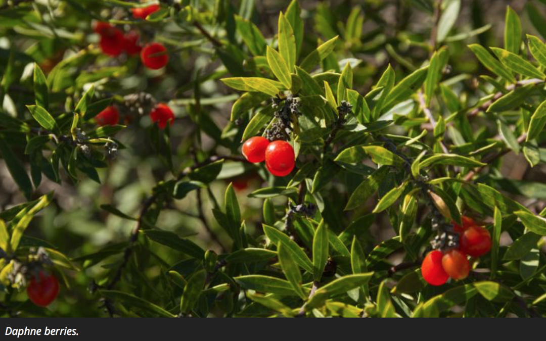 有毒！越不起眼越有毒！加拿大这些常见的花花草草千万别让孩子碰！