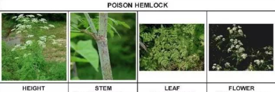 有毒！越不起眼越有毒！加拿大这些常见的花花草草千万别让孩子碰！