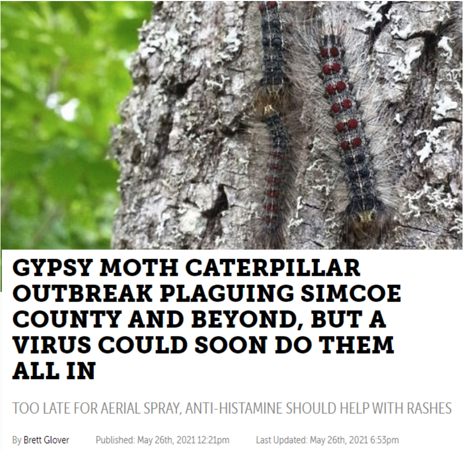 避免毛毛虫大爆发!春天杀虫攻略了解一下!(内有大量虫图,慎点) 避免毛毛虫大爆发!春天杀虫攻略了解一下!(内有大量虫图,慎点)