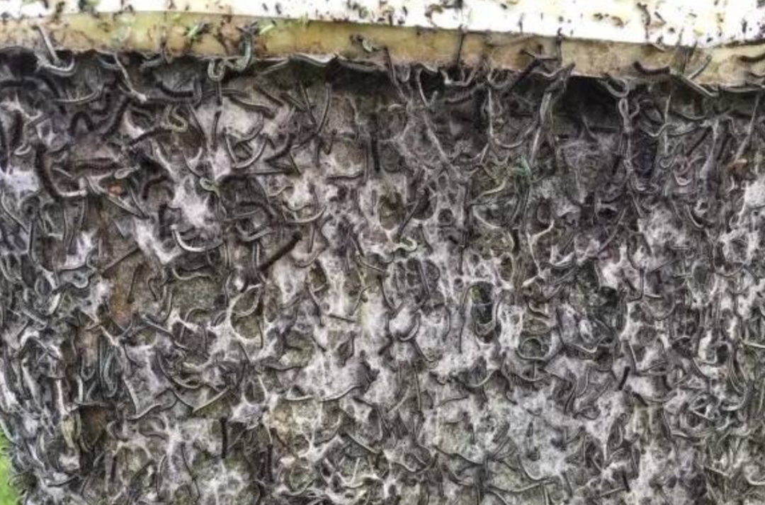 避免毛毛虫大爆发!春天杀虫攻略了解一下!(内有大量虫图,慎点) 避免毛毛虫大爆发!春天杀虫攻略了解一下!(内有大量虫图,慎点)