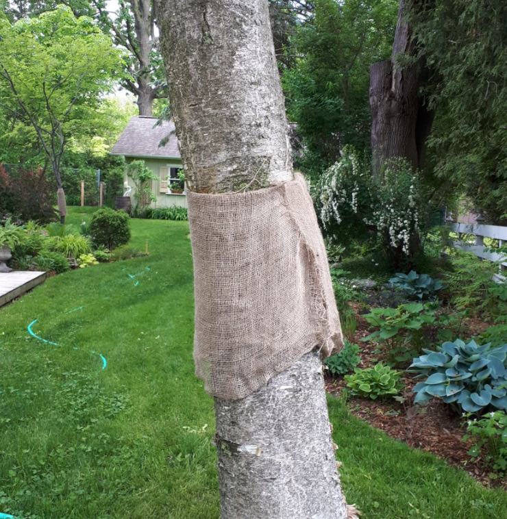 避免毛毛虫大爆发!春天杀虫攻略了解一下!(内有大量虫图,慎点) 避免毛毛虫大爆发!春天杀虫攻略了解一下!(内有大量虫图,慎点)