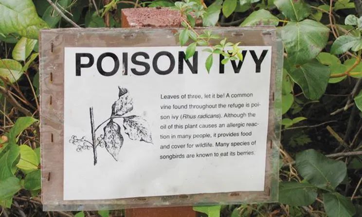 有毒！越不起眼越有毒！加拿大这些常见的花花草草千万别让孩子碰！