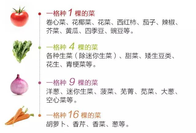 感谢亚马逊~网红大爷的“一米菜园”，我也能复刻了！