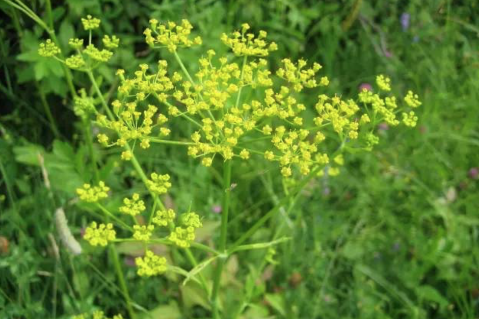 有毒！越不起眼越有毒！加拿大这些常见的花花草草千万别让孩子碰！