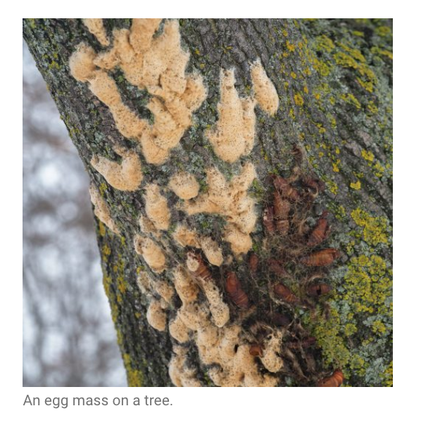 避免毛毛虫大爆发!春天杀虫攻略了解一下!(内有大量虫图,慎点) 避免毛毛虫大爆发!春天杀虫攻略了解一下!(内有大量虫图,慎点)