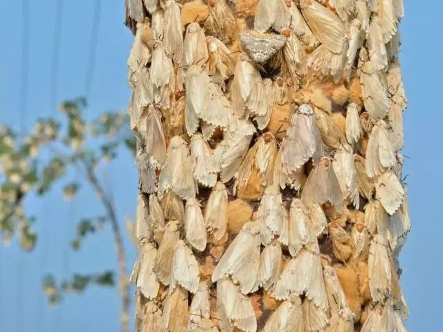 避免毛毛虫大爆发!春天杀虫攻略了解一下!(内有大量虫图,慎点) 避免毛毛虫大爆发!春天杀虫攻略了解一下!(内有大量虫图,慎点)