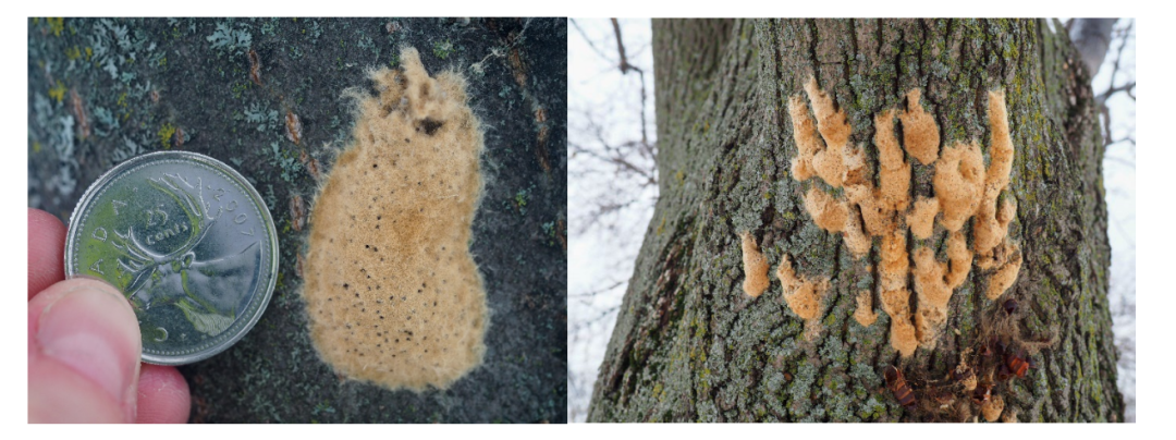 避免毛毛虫大爆发!春天杀虫攻略了解一下!(内有大量虫图,慎点) 避免毛毛虫大爆发!春天杀虫攻略了解一下!(内有大量虫图,慎点)