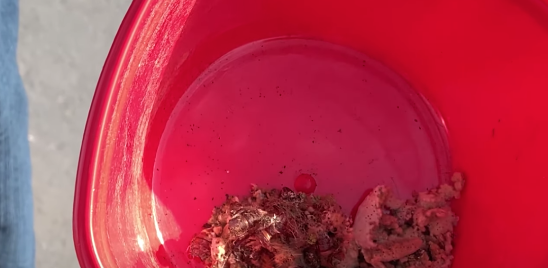 避免毛毛虫大爆发!春天杀虫攻略了解一下!(内有大量虫图,慎点) 避免毛毛虫大爆发!春天杀虫攻略了解一下!(内有大量虫图,慎点)