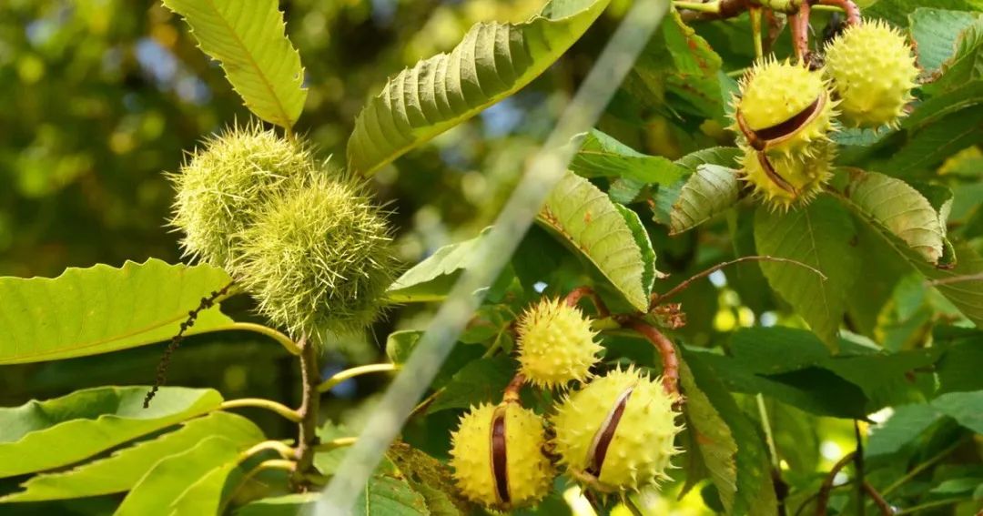 有毒！越不起眼越有毒！加拿大这些常见的花花草草千万别让孩子碰！