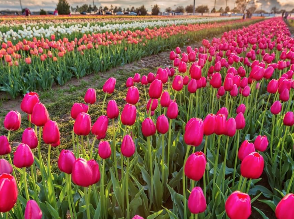 【海量实拍】200万朵郁金香绽放！打卡大瀑布旁边的郁金香花海