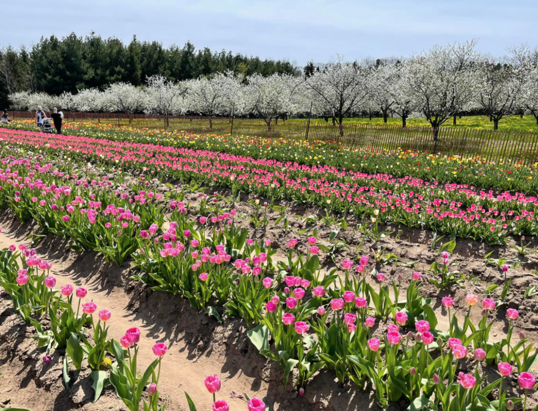 【海量实拍】200万朵郁金香绽放！打卡大瀑布旁边的郁金香花海