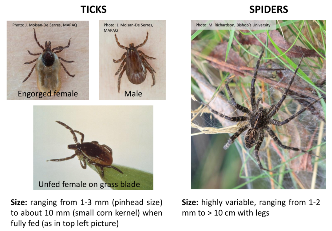安省蜱虫爆发季：有孩子被咬差点瘫痪，咬后必须这么处理
