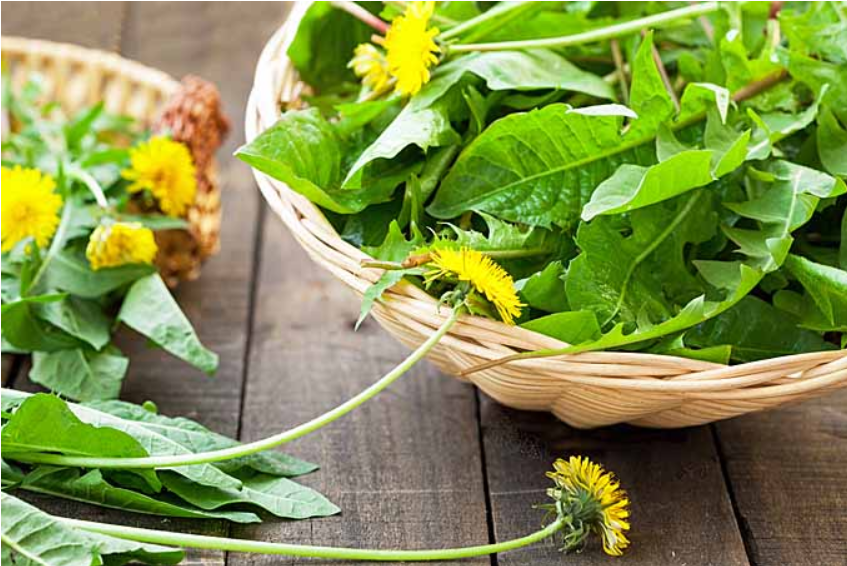 谁家还没个现成的“菜园子”：打开蒲公英的6种绝绝子的吃法