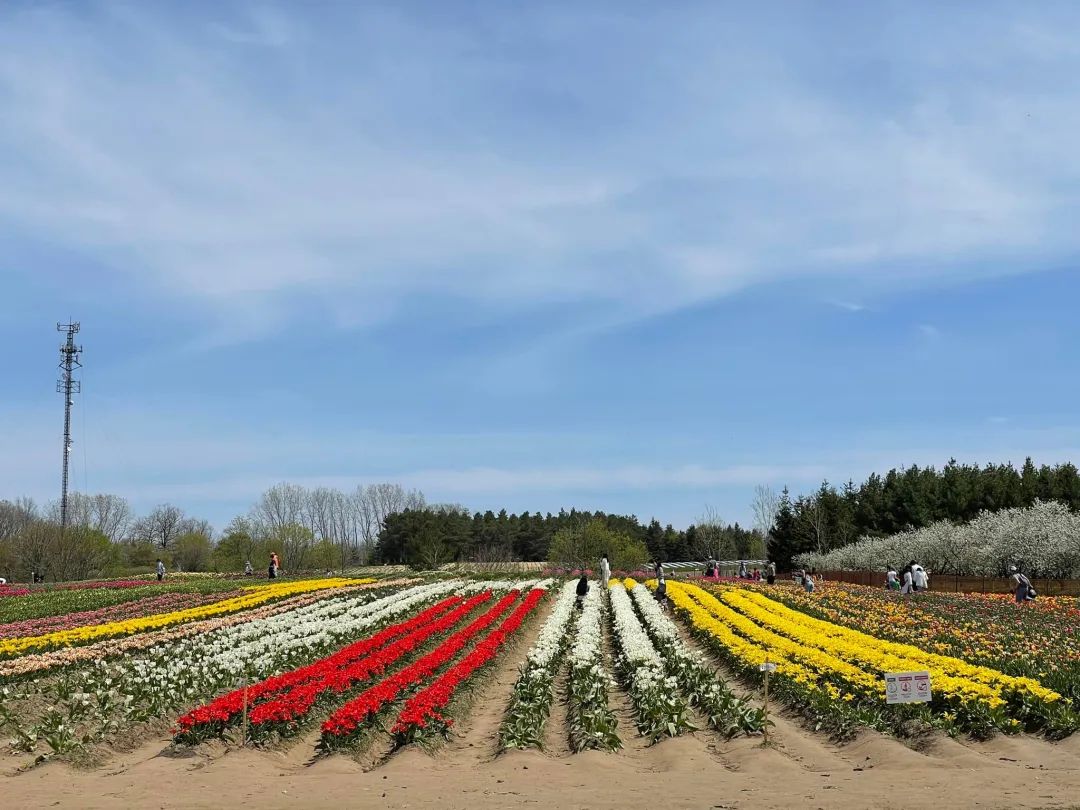 【海量实拍】200万朵郁金香绽放！打卡大瀑布旁边的郁金香花海