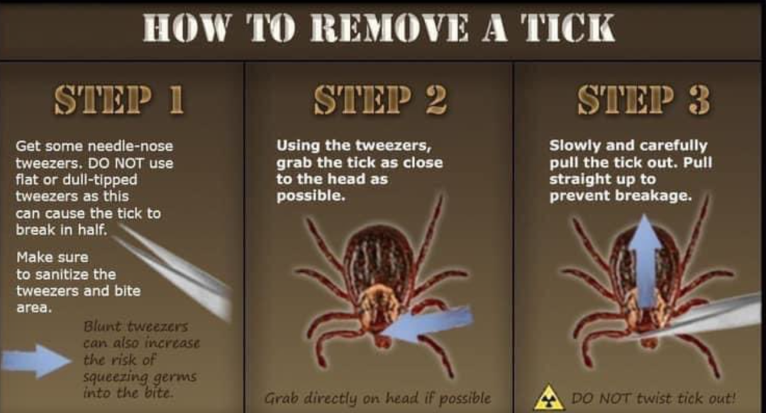 安省蜱虫爆发季：有孩子被咬差点瘫痪，咬后必须这么处理