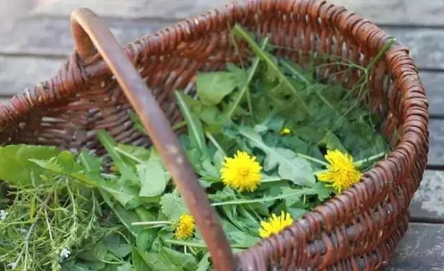 谁家还没个现成的“菜园子”：打开蒲公英的6种绝绝子的吃法