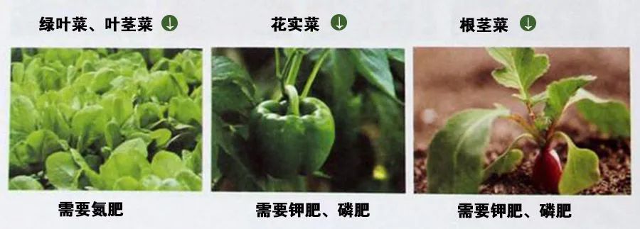 养花种菜肥料大全：这些常见的肥料都有什么用？怎么买？