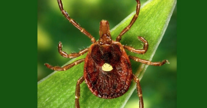 安省蜱虫爆发季：有孩子被咬差点瘫痪，咬后必须这么处理