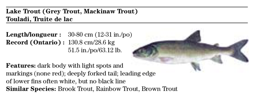 一年就免四次：父亲节免鱼牌钓鱼，我带爸爸去钓鱼！