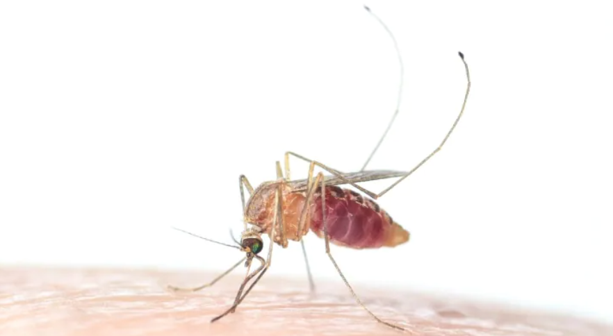 【多虫图慎点】灭虫公司：今年会有7种害虫叠buff暴击，教你如何反抗