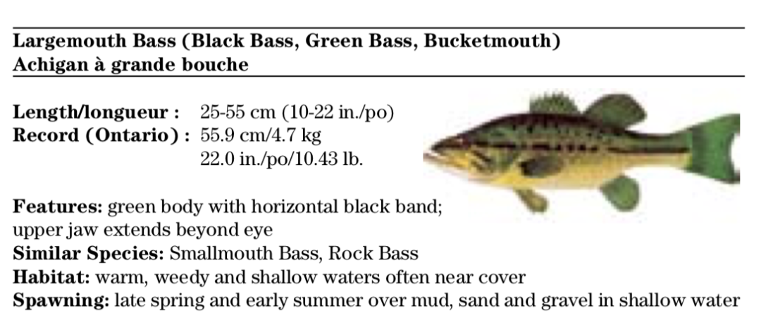 一年就免四次：父亲节免鱼牌钓鱼，我带爸爸去钓鱼！